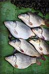 Fish on a stall at the market in Luang Prabang, Laos