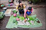 Selling fish at the market in Luang Prabang, Laos