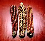 Dried corn on the cobs