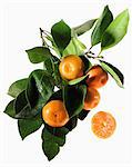 Cut-out clementines and leaves