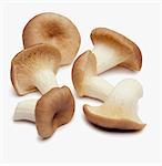 Pleurotus mushrooms