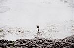 Bubbling mud pool at Te Puia Springs, Rotorua, North Island, New Zealand, Pacific