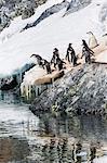 Adult chinstrap penguins (Pygoscelis antarctica), Cuverville Island, Antarctica, Southern Ocean, Polar Regions