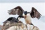 Adult Antarctic shags (Phalacrocorax (atriceps) bransfieldensis), breeding colony on Jougla Point, Weincke Island, Antarctica, Polar Regions