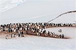 Adult gentoo penguins (Pygoscelis papua) mating colony on Cuverville Island, Antarctica, Southern Ocean, Polar Regions