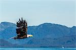 Adult bald eagle (Haliaeetus leucocephalus), Inian Pass, Southeast Alaska, United States of America, North America