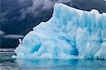 Harbour seal (Phoca vitulina), South Sawyer Glacier, Tracy Arm-Ford's Terror Wilderness area, Southeast Alaska, United States of America, North America