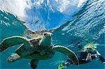 Green sea turtle (Chelonia mydas) underwater with snorkeler, Maui, Hawaii, United States of America, Pacific