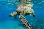 Green sea turtle (Chelonia mydas) underwater, Maui, Hawaii, United States of America, Pacific