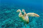 Green sea turtle (Chelonia mydas) underwater, Maui, Hawaii, United States of America, Pacific