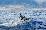 Hawaiian spinner dolphin (Stenella longirostris), AuAu Channel, Maui, Hawaii, United States of America, Pacific