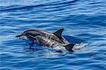 Hawaiian spinner dolphins (Stenella longirostris), AuAu Channel, Maui, Hawaii, United States of America, Pacific