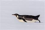 Recently fledged emperor penguin (Aptenodytes forsteri), Enterprise Islands, Antarctica, Southern Ocean, Polar Regions