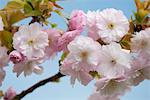 Cherry blossom (Prunus Matsumae Hanagurama) in Kew Gardens, London, England, United Kingdom, Europe