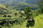 Rice fields, Karangasem, Bali, Indonesia, Southeast Asia, Asia