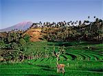 Rice fields and volcano, Amlapura, Bali, Indonesia, Southeast Asia, Asia