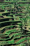 Terraced rice fields at Tegalalang, Bali, Indonesia, Southeast Asia, Asia