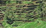 Terraced rice fields at Tegalagang, Bali, Indonesia, Southeast Asia, Asia
