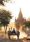 Bullock cart on a dusty track among the temples of Bagan with light from the setting sun shining through the dust, Bagan, Myanmar (Burma), Southeast Asia