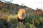 Male lion bathed in evening light, Amani Lodge, near Windhoek, Namibia, Africa