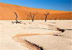 Dried mud pan with ancient camelthorn trees and orange sand dunes in the distance, Dead Vlei, Namib Desert, Namib Naukluft Park, Namibia, Africa