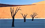 Dead camelthorn trees said to be centuries old in silhouette against towering orange sand dunes bathed in morning light at Dead Vlei, Namib Desert, Namib Naukluft Park, Namibia, Africa