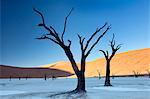 Dead camelthorn trees said to be centuries old in silhouette against towering orange sand dunes bathed in morning light in the dried mud pan at Dead Vlei, Namib Desert, Namib Naukluft Park, Namibia, Africa