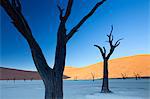 Dead camelthorn trees said to be centuries old in silhouette against towering orange sand dunes bathed in morning light in the dried mud pan at Dead Vlei, Namib Desert, Namib Naukluft Park, Namibia, Africa