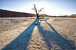 Dead camelthorn trees said to be centuries old in silhouette at sunset in the dried mud pan at Dead Vlei, Namib Desert, Namib Naukluft Park, Namibia, Africa