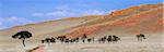 Panoramic view showing trees and grass-covered orange sand dunes, Namib Rand game reserve, Namib Naukluft Park, Namibia, Africa