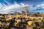 Quiver trees (Aloe Dichotoma), also referred to as Kokerboom, in the Quivertree Forest on Farm Gariganus near Keetmanshopp, Namibia, Africa