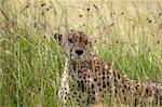 Cheetah (Acynonix jubatus), Masai Mara National Reserve, Kenya, East Africa, Africa