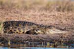 Nile crocodile (Crocodylus niloticus), Chobe National Park, Botswana, Africa