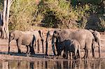 African elephants (Loxodonta africana), Chobe National Park, Botswana, Africa