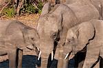 African elephants (Loxodonta africana), Chobe National Park, Botswana, Africa