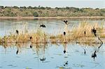 African darter (Anhinga rufa), Chobe National Park, Botswana, Africa