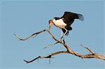 Marabou stork (Leptoptilos crumeniferus), Chobe National Park, Botswana, Africa