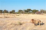 Lions (Panthera leo), Chief Island, Moremi Game Reserve, Okavango Delta, Botswana, Africa