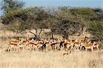 Impala (Aepyceros melampus), Chief Island, Moremi Game Reserve, Okavango Delta, Botswana, Africa