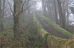 A pathway along the top of an overgrown section of Hadrians Wall through Housesteads Wood, UNESCO World Heritage Site, Northumberland National Park, England, United Kingdom, Europe