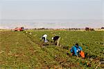Carrot cultivation, Beit Shean valley, Israel, Middle East