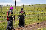 People working at a vineyard in the Golan Heights, Israel, Middle East