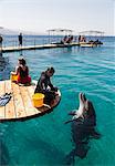 The Dolphin Reef, Eilat, Israel, Middle East