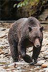 Brown or grizzly bear (Ursus arctos) fishing for salmon in Great Bear Rainforest, British Columbia, Canada, North America