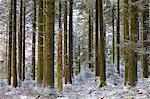 Snow dusted pine woodland at Fernworthy Forest, Dartmoor National Park, Devon, England, United Kingdom, Europe