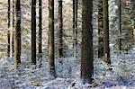 Dusting of snow in a pine woodland, Fernworthy, Dartmoor National Park, Devon, England, United Kingdom, Europe