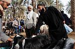 Weekly cattle market in Douz, southern Tunisia, North Africa, Africa