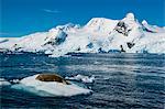 Leopard seal (Hydrurga leptonyx) lying on an ice shelf, Cierva Cove, Antarctica, Polar Regions