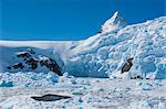 Leopard seal (Hydrurga leptonyx) in front of the glaciers of Cierva Cove, Antarctica, Polar Regions