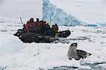 Tourists in a Zodiac looking at a leopard seal (Hydrurga leptonyx), Enterprise Island, Antarctica, Polar Regions